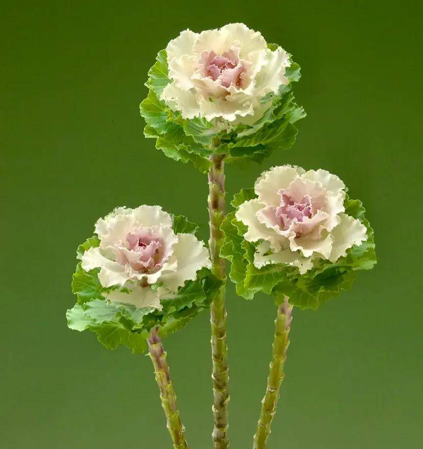 把包菜养成老桩,太漂亮了,从此什么花都不爱,独宠羽衣甘蓝_时候_叶片_