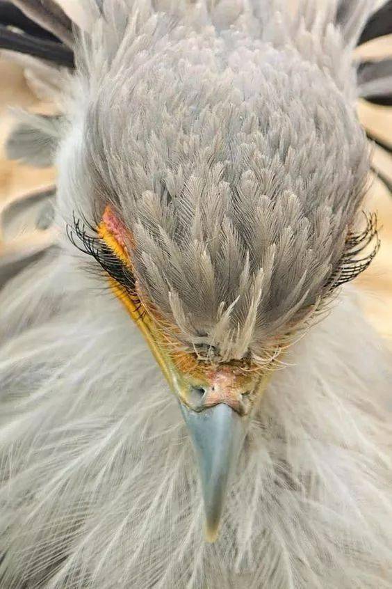 只发一次罕见的奇兽大全见过三种算你牛