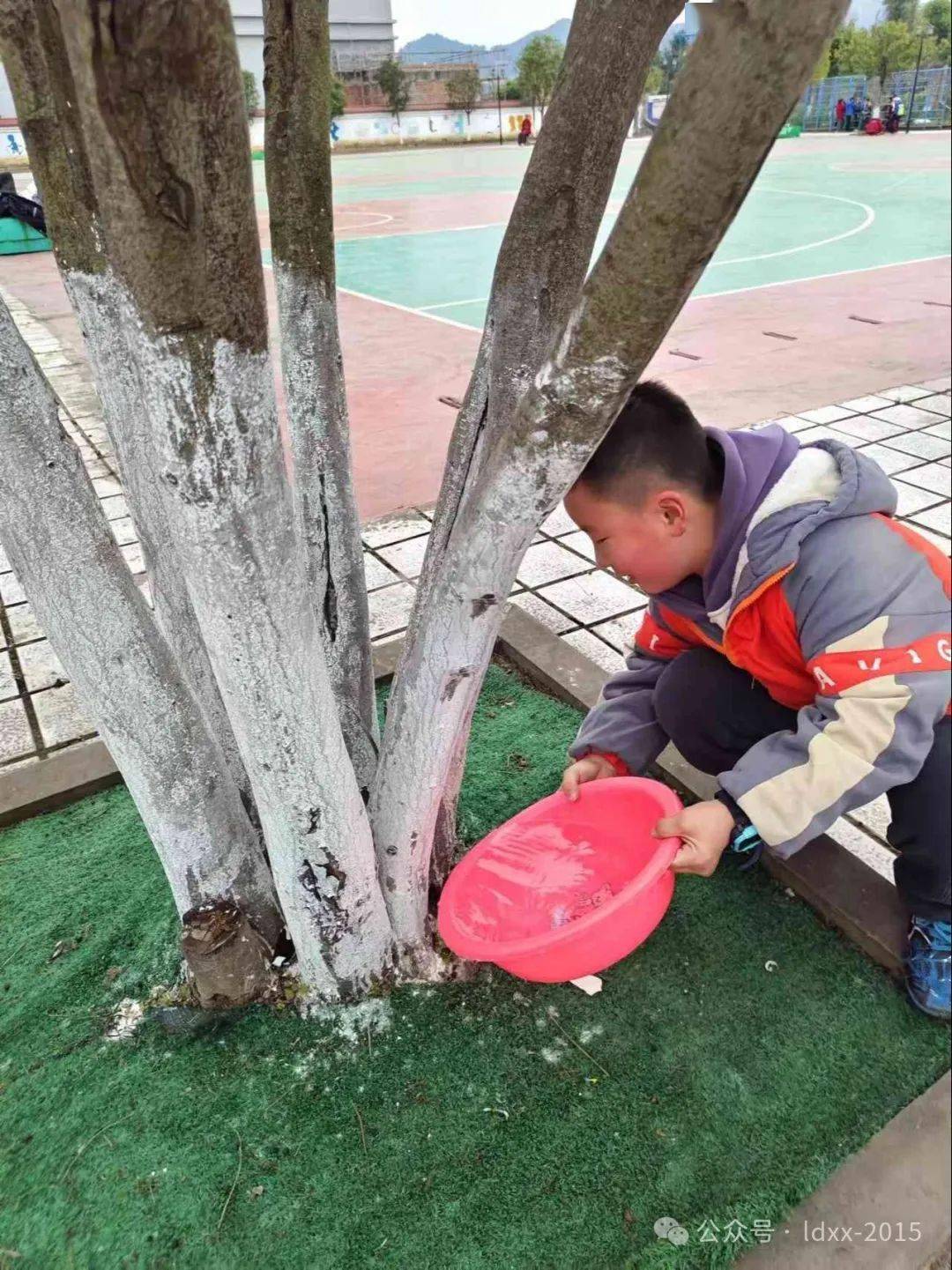 善美61活动除草护绿净校园劳动实践促成长离堆小学开展拔草护绿活动