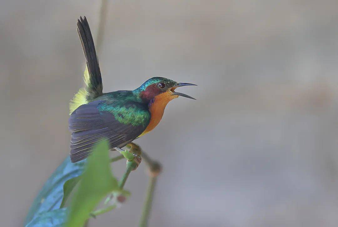 摄影爱好者拍到珍稀鸟类紫颊直嘴太阳鸟_鸟儿_热带_云南