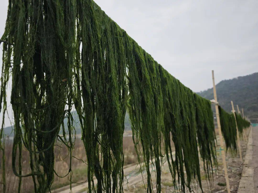 有人一天赚六七百_海苔_苔菜_村民