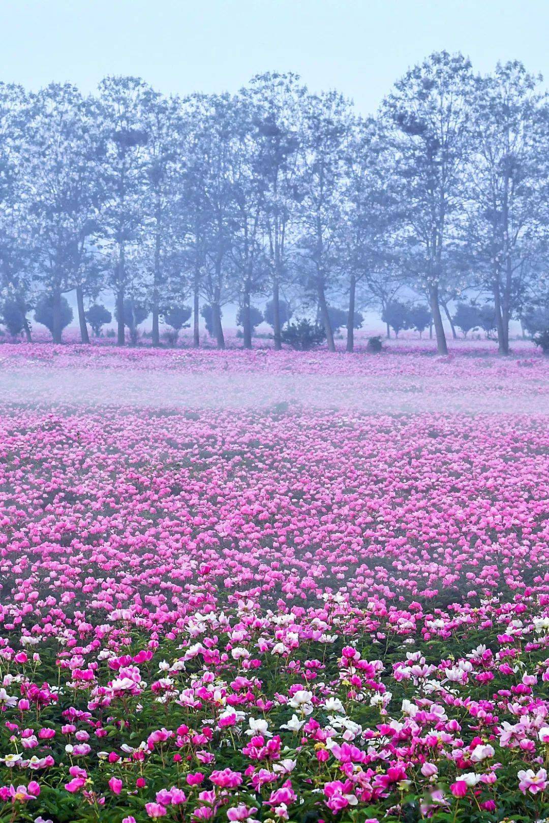 静,红衣浅复深"你可以看到在安徽亳州花开时节动京城""唯有牡丹真国色