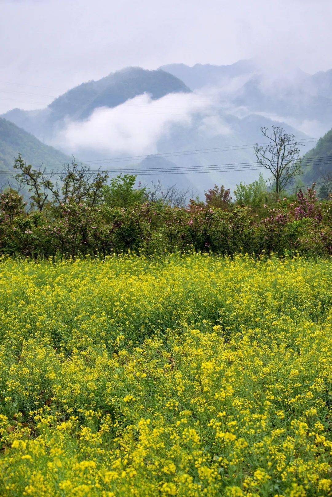 秦岭最美春日赏花指南已为您备好现在就出发