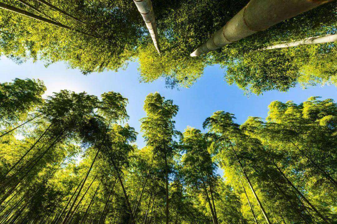 夺……夺笋啊_竹笋_冬笋_竹林