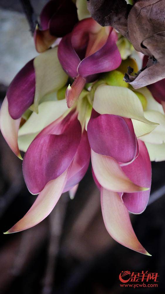 秋明拍花赶赴春之约雀仔花灿烂盛开