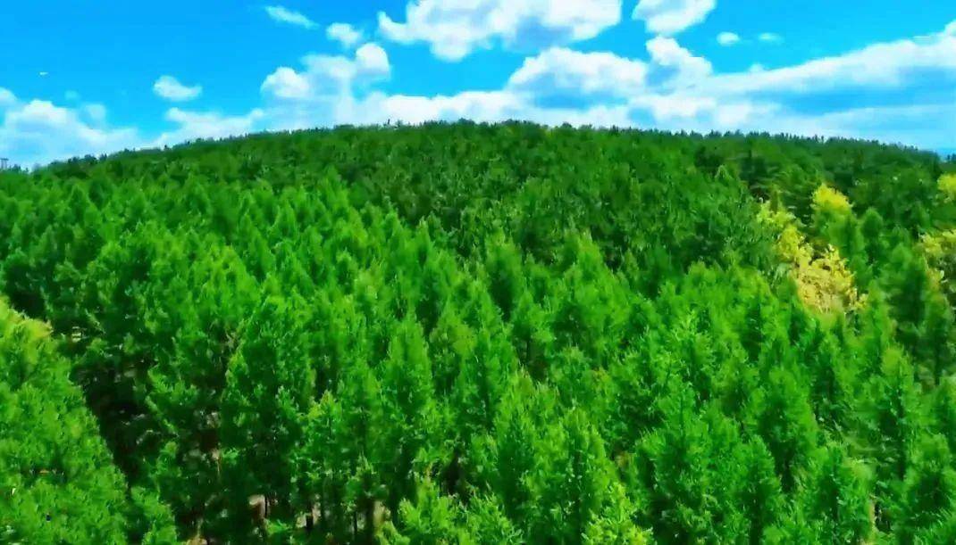 山西人工造林规模连续三年居全国第一_绿化_生态_保护