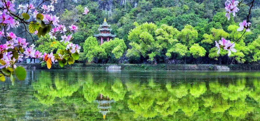 肇庆粉色樱花海已盛放!这里能快速入园赏花→_西江_景区_游客