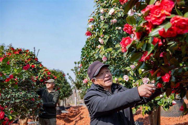 在婺城,有一种春意叫"茶花映日"_金华市_祝福_物种