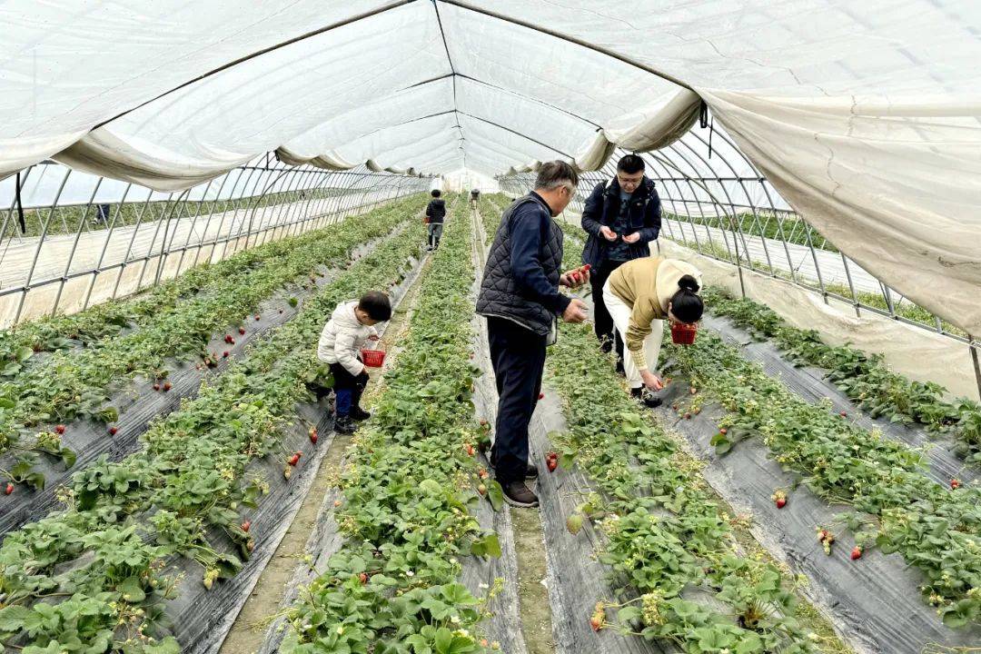 周末来嘉定草莓主题乐园田园野趣一下?_服务_市民_大棚