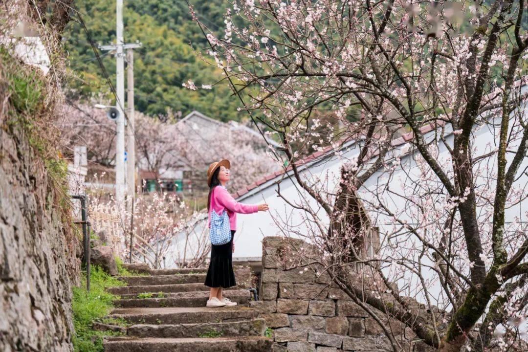 被樱桃花包围的悬岩村,大概是四明山最后的秘境!