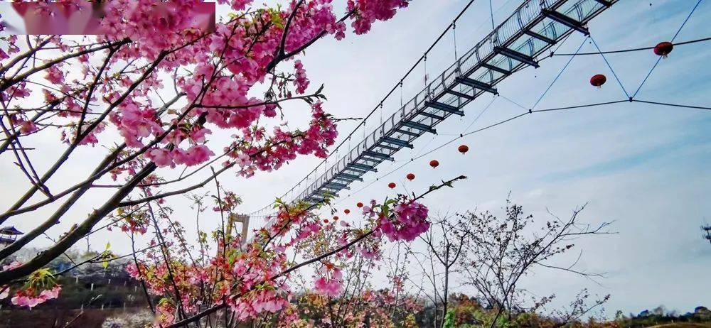 长沙浔龙河樱花节图片