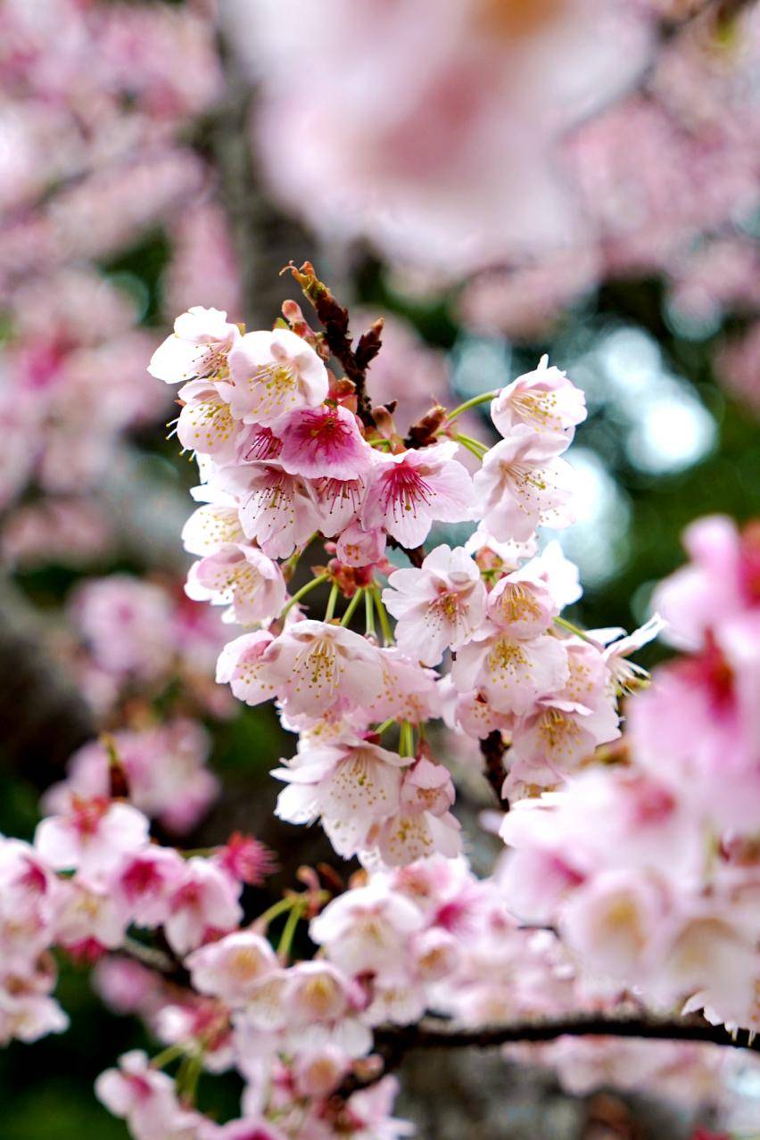 探索上海樱花节首个周六顾村公园接待游客超678万人次