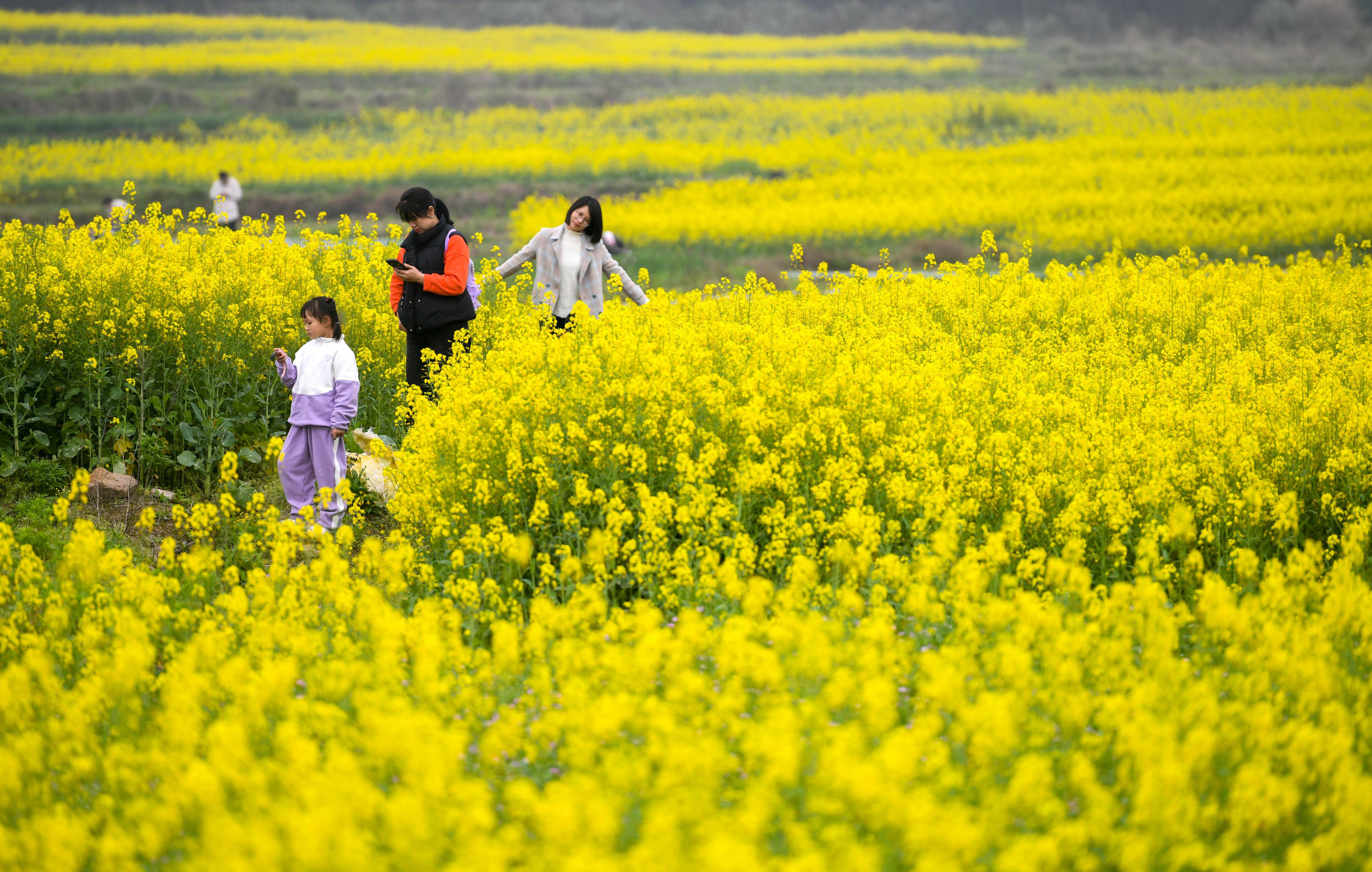 阳光灿烂油菜花图片