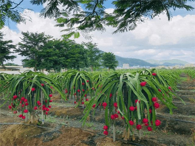 聚焦百千万工程丨清甜爆汁来南区尝一口春天的味道内附桑果节免费抢票