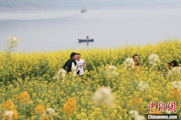 重庆涪陵长江畔千亩油菜花开醉游人