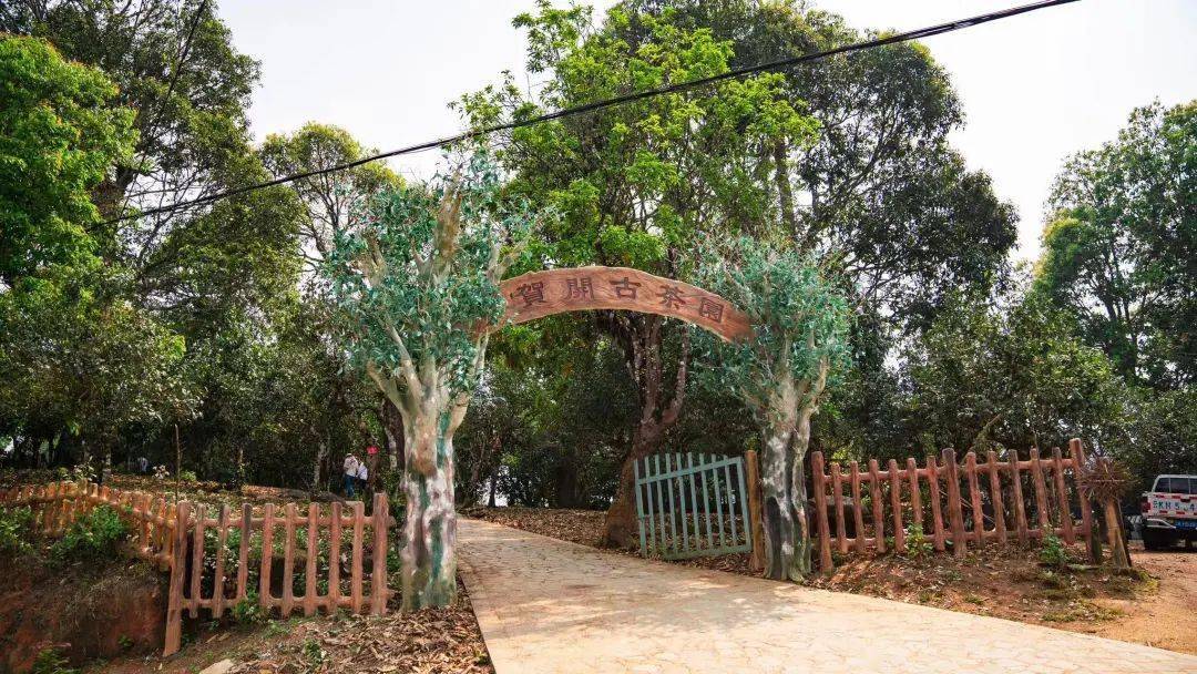 当贺开庄园与春相遇,开启一场美丽邂逅_茶树_茶叶_茶园