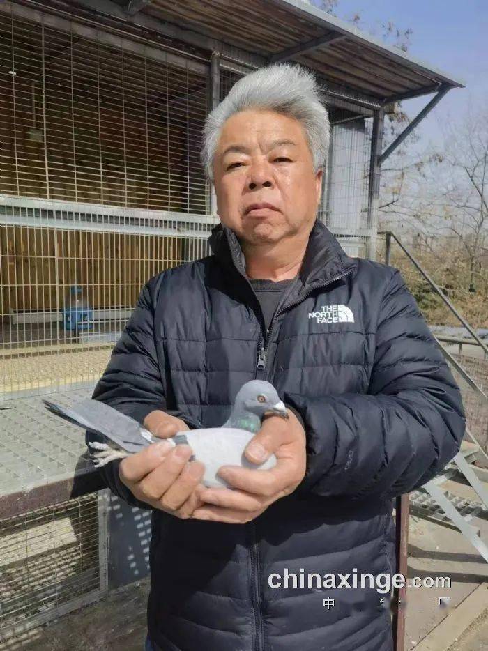 鸽讯京城名家争锋北京丰台300公里冠军风采照