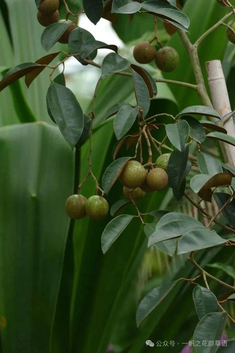 你好大自然第280期星苹果
