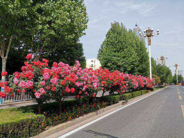 石家庄赏花地图出炉官方重点推荐12条路段
