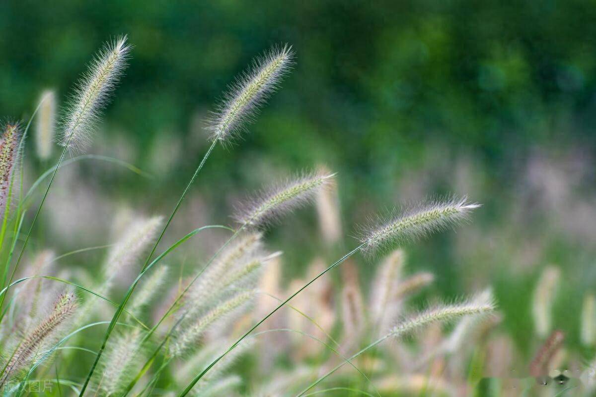 中国猫尾草之乡在哪里