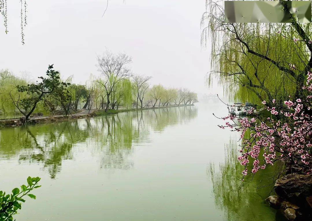 美文瘦西湖的柳春风杨柳千万条