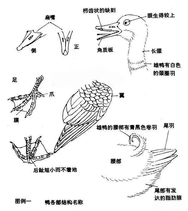 123画鸭子一步一步图片