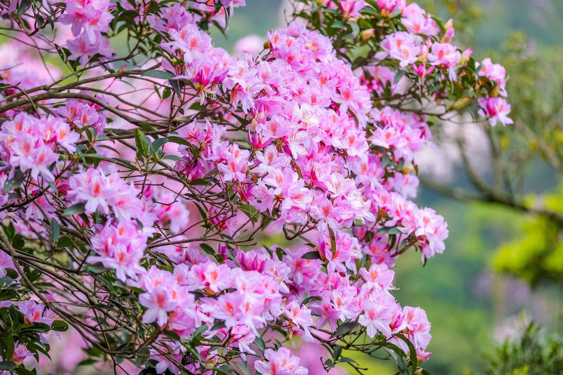 千年杜鹃花王图片