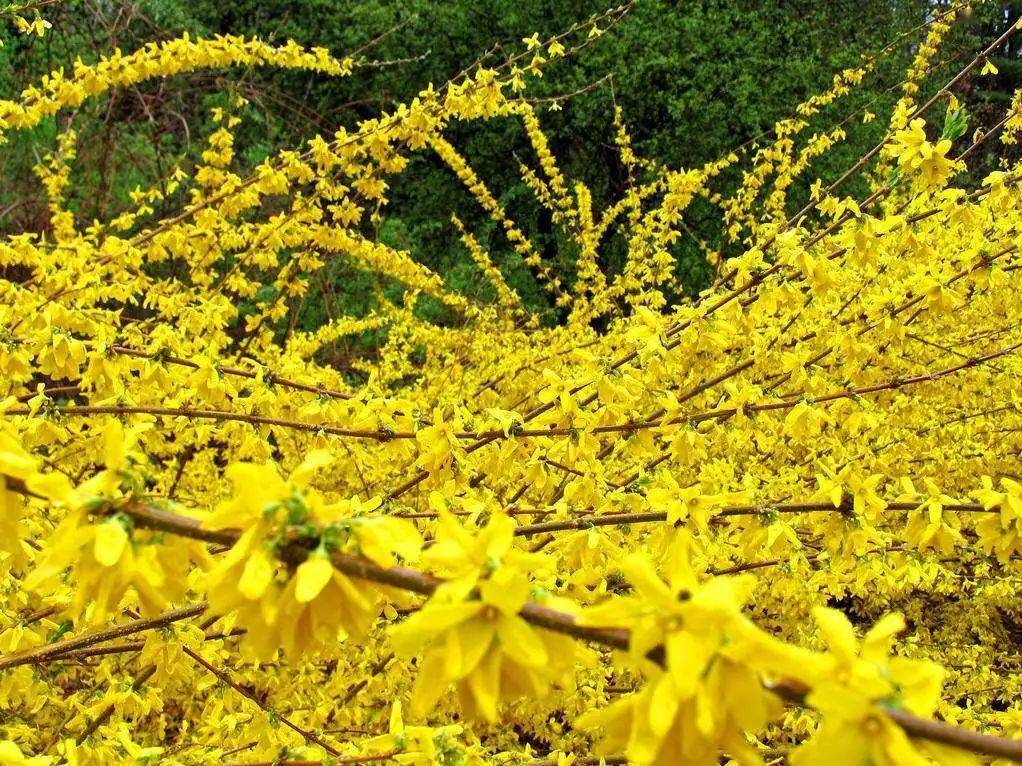 西新桥>淤泥河口344国道>龙驹青河桥>前坪>曲里村>东虎岭村(赏连翘花)