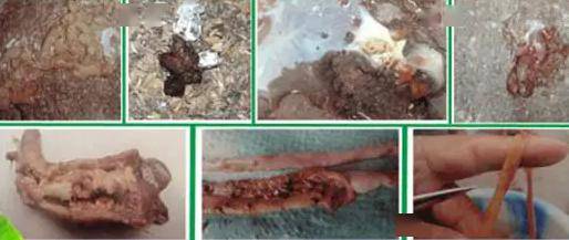 寄生于家禽的线虫主要有鸡蛔虫,异刺线虫,气管比翼线虫等.