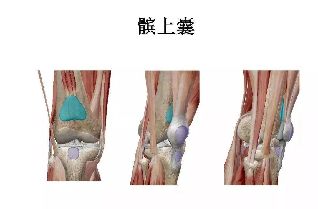 膝关节后面观图片