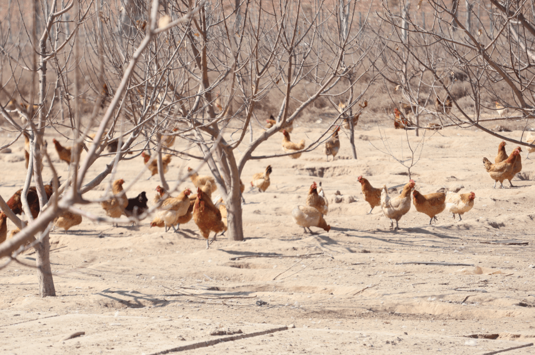 专题报道怀仁国字号生态农场打好农业生产绿色牌图文
