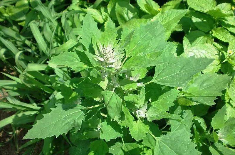 曼陀罗(左)藜(右)图源:广州日报,光明网滴水观音滴水观音,又名海芋,是