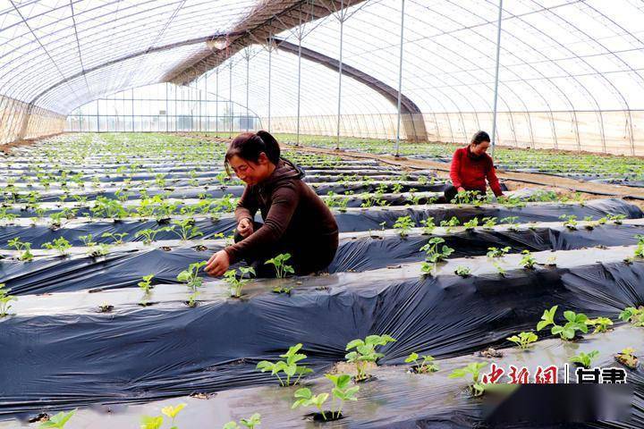 中新凉州观:民勤科学灌溉广袤农田"智慧"饮水_节水_民勤县_滴灌
