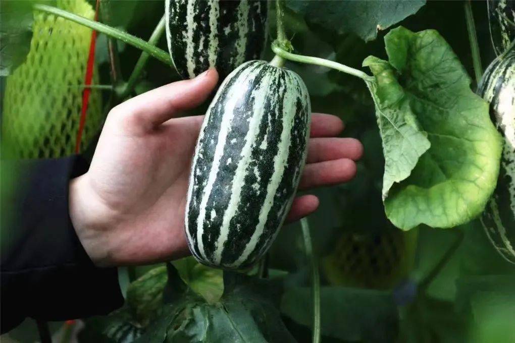 产地食材▎瓜中小蜜罐博洋9号蜜瓜咬一口香甜多汁连皮带瓤都能吃