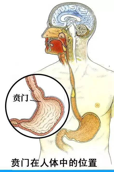 贲门是什么位置图片图片