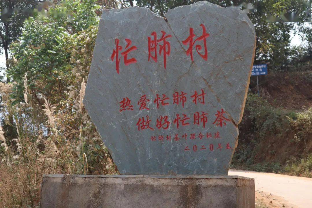 春分(手绘插图)_茶树_节气_永德县