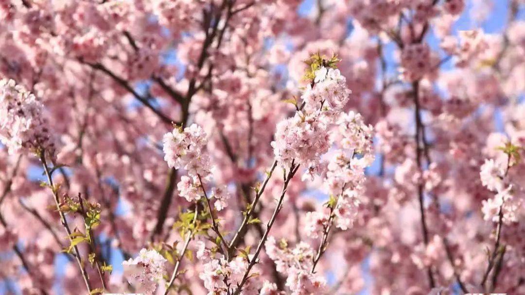 樱花将灿3月23日盘龙大观园樱花园开园门票无限送