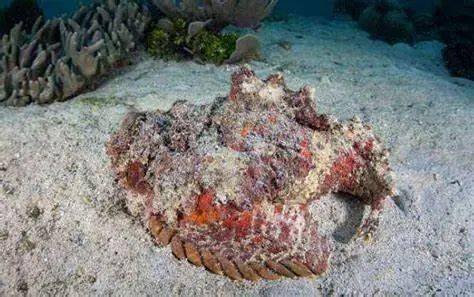 头高与头宽约相等或稍侧扁,常具凹凸和棘棱.