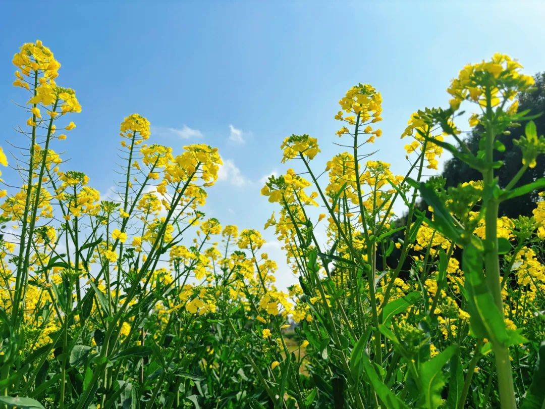 练塘镇的油菜花悄然绽放,微醺的阳光与金黄色的花海缠绕,宛若一幅动人