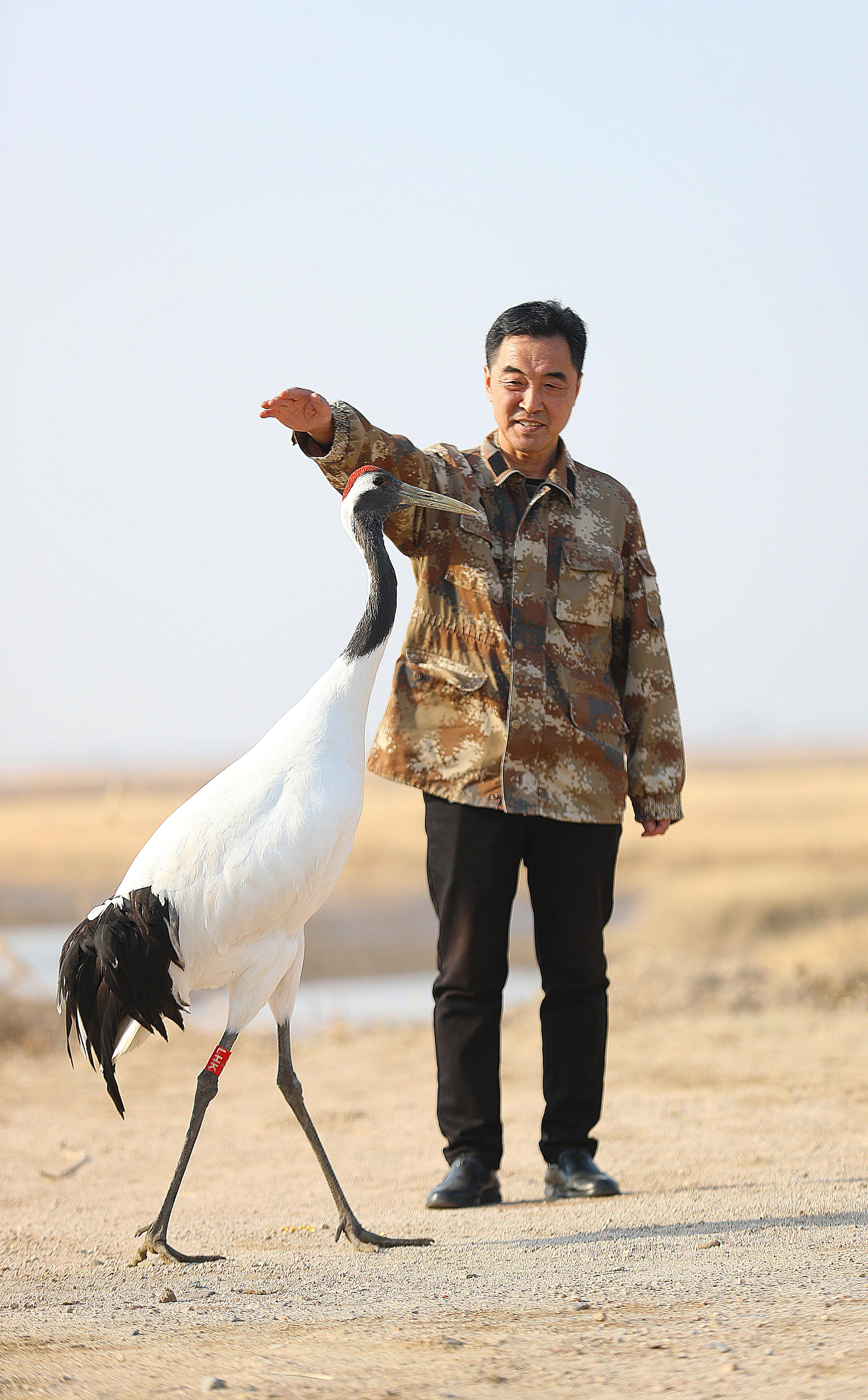 丹顶鹤繁育师赵仕伟苇海深处伴鹤成长