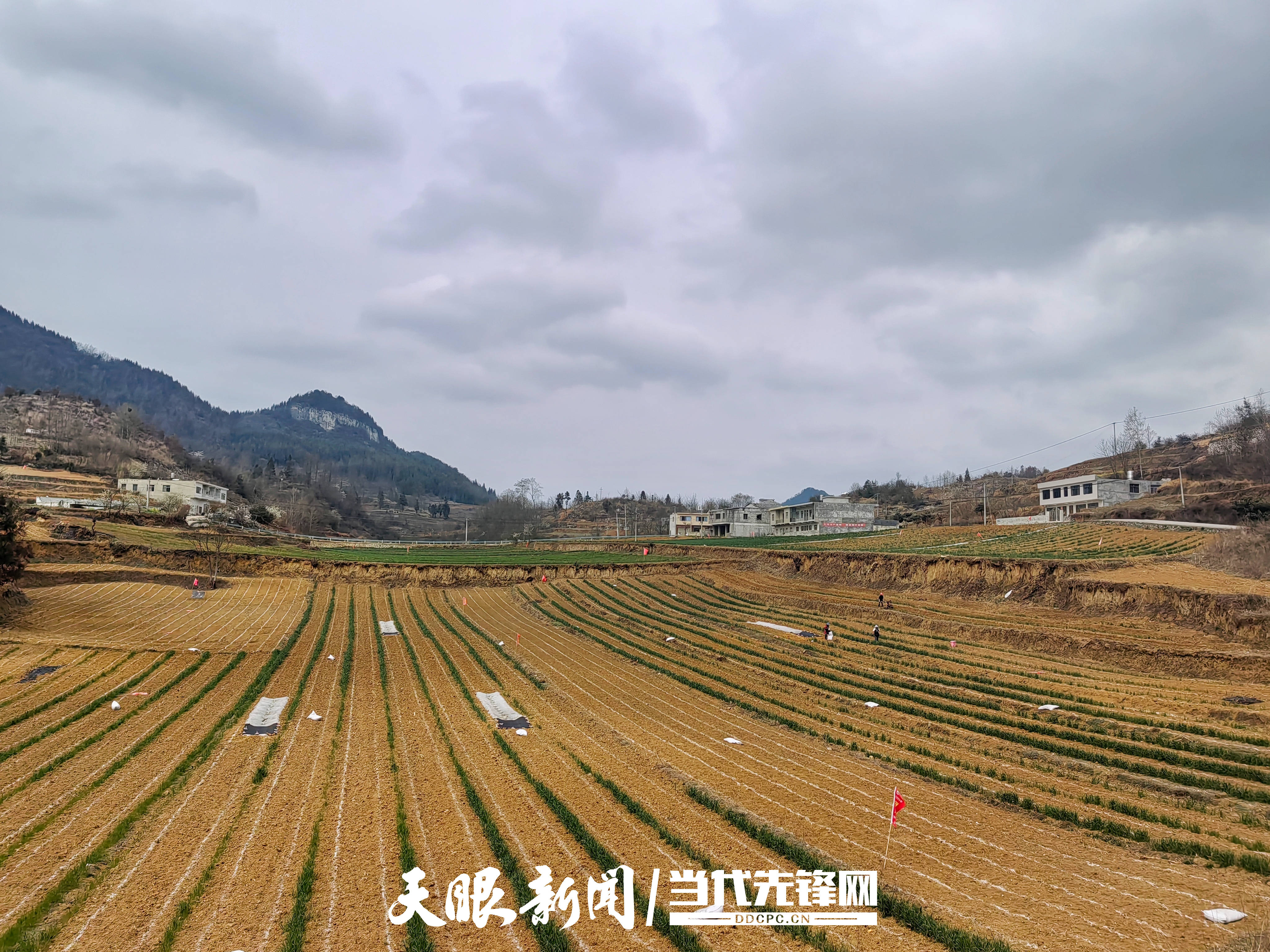 眼下,大方县核桃乡紧盯农事,抢抓农时,春耕备耕工作扎实推进.