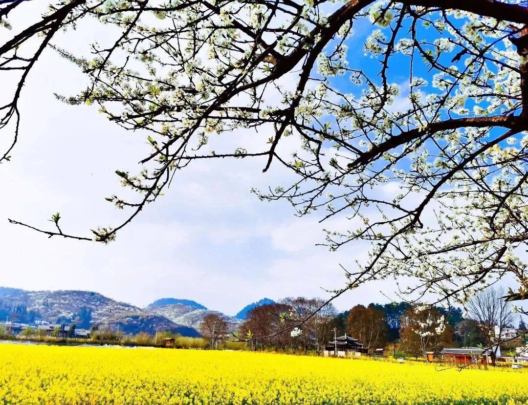 在贵州春山上看黄小西吃晚饭2024贵州最全旅游优惠政策发布只等你来