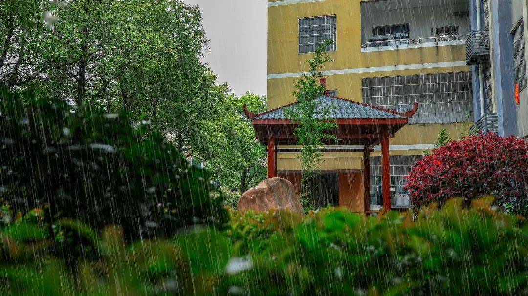 绿枝依依,嫩叶滴翠书香墨韵与自然之美交融令人心旷神怡天元中学正是