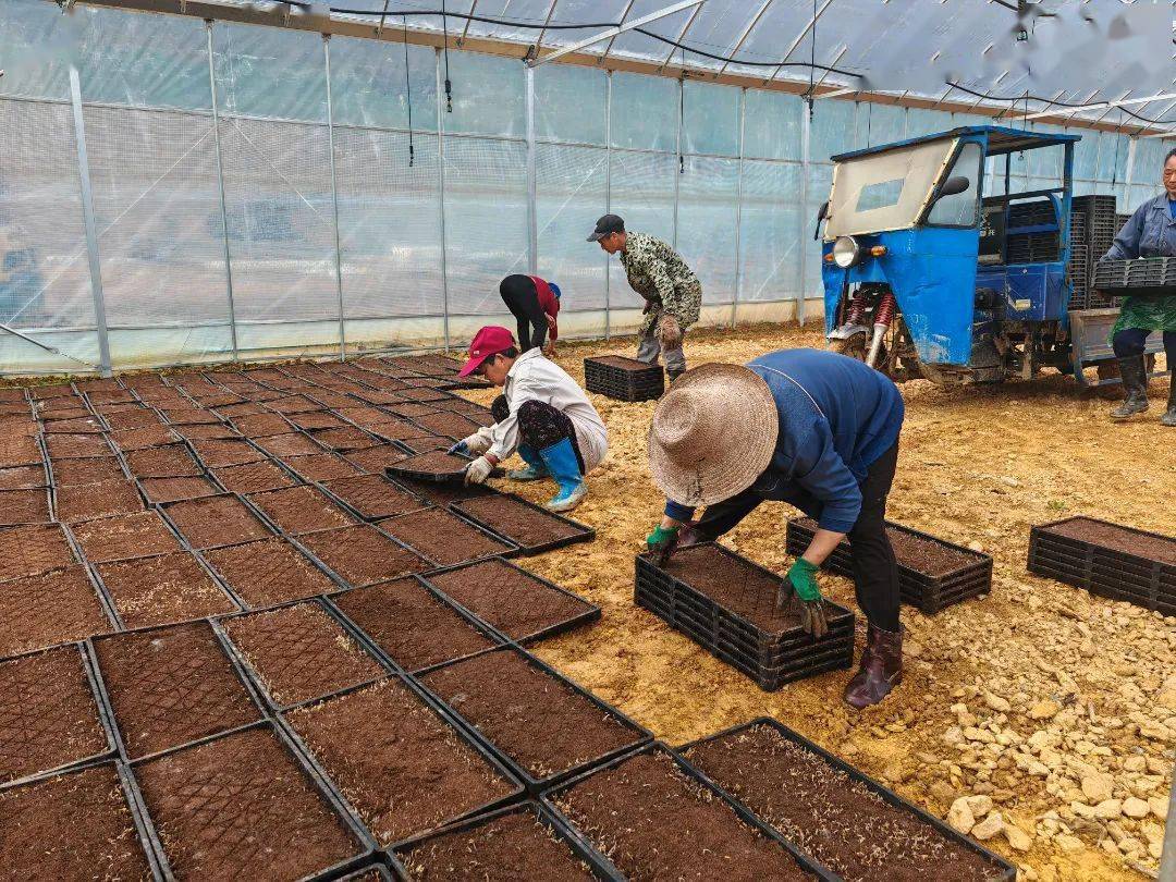 良山镇工厂化育秧苗助力春耕春种