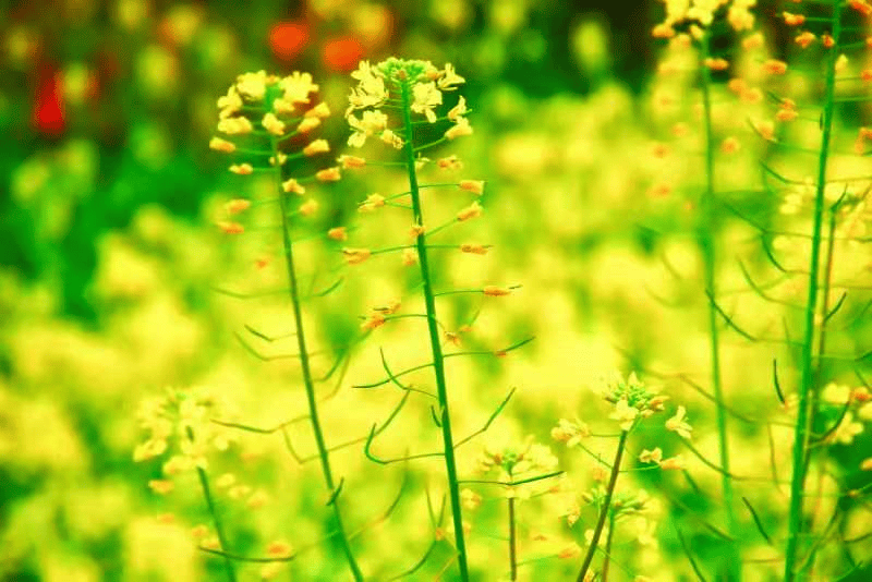 谁将春色分两半最美人间三月天