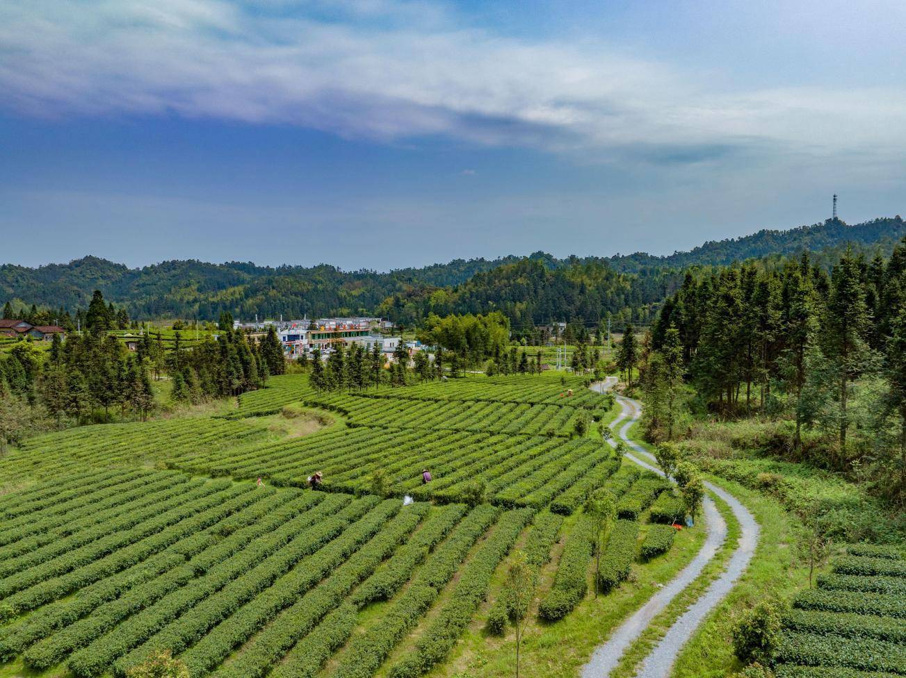 spanclasslevel3三连冠span韶关乳源洛阳镇双向承诺打擂比武有妙招