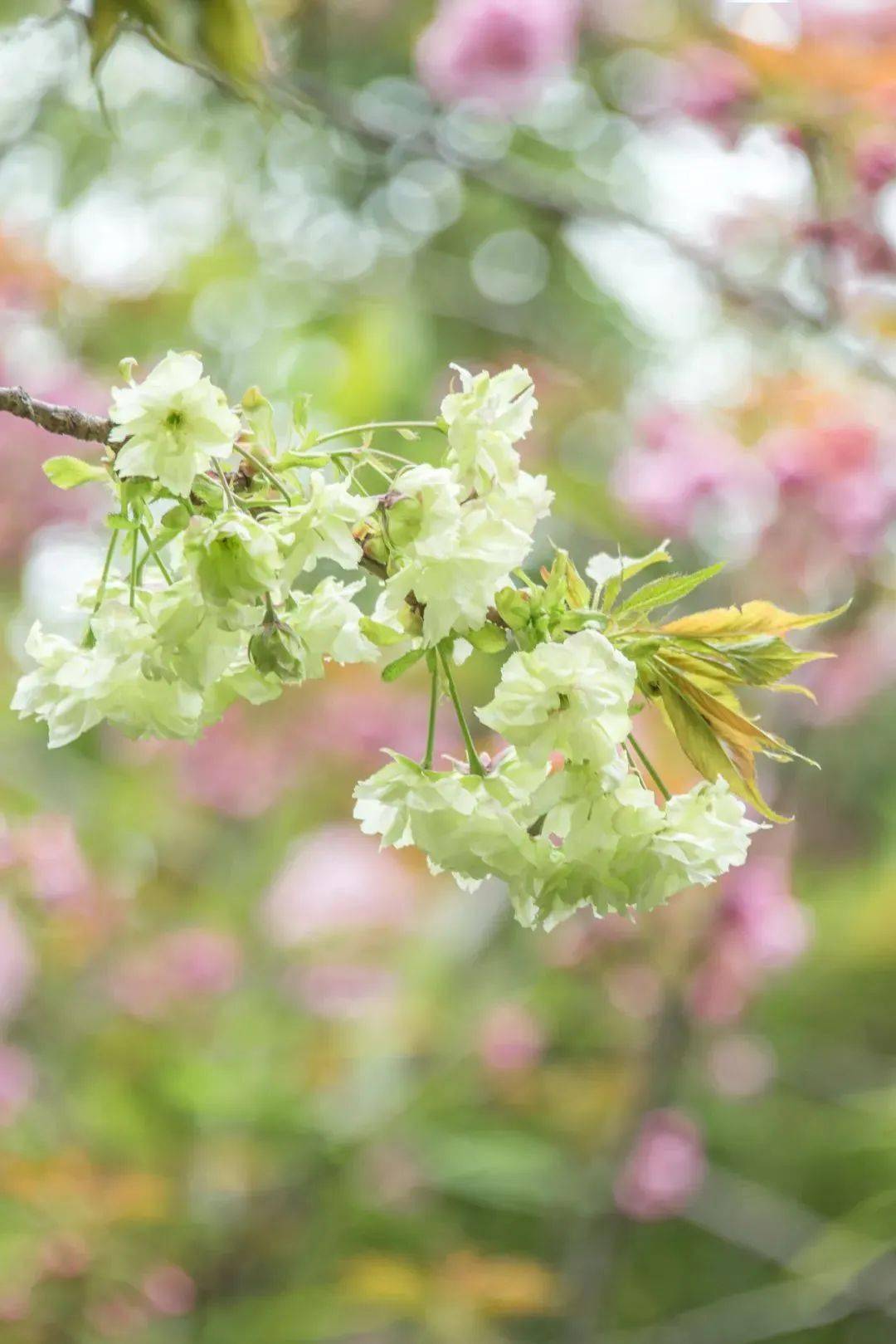 建起樱花邮局