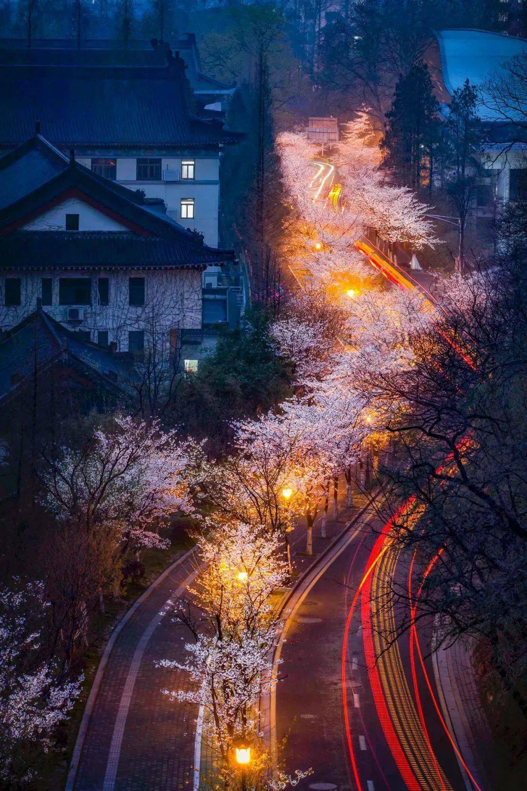 富士山下的樱花夜景图片