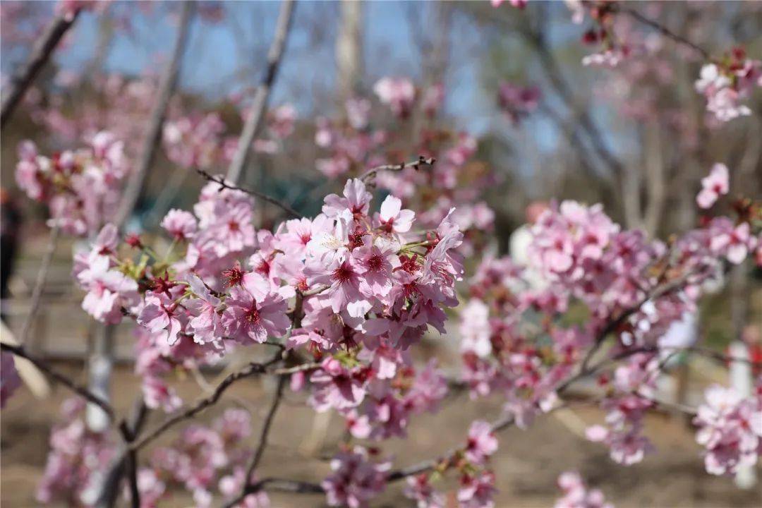 玉渊潭的早樱,开好了!_游客_樱花_公园