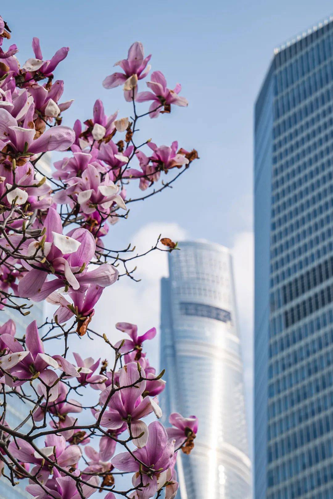 上海市花标志图片